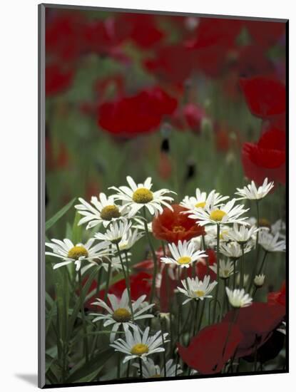 White Daisies and Red Poppies, near Crosby, Tennessee, USA-Adam Jones-Mounted Photographic Print