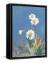 White Daisies No Butterfly-Danhui Nai-Framed Stretched Canvas