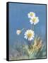 White Daisies No Butterfly-Danhui Nai-Framed Stretched Canvas