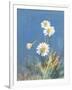 White Daisies No Butterfly-Danhui Nai-Framed Art Print