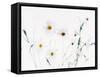 White Daisies-null-Framed Stretched Canvas