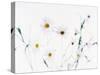 White Daisies-null-Stretched Canvas