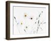 White Daisies-null-Framed Photographic Print