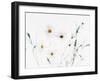 White Daisies-null-Framed Photographic Print