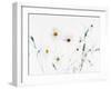 White Daisies-null-Framed Photographic Print