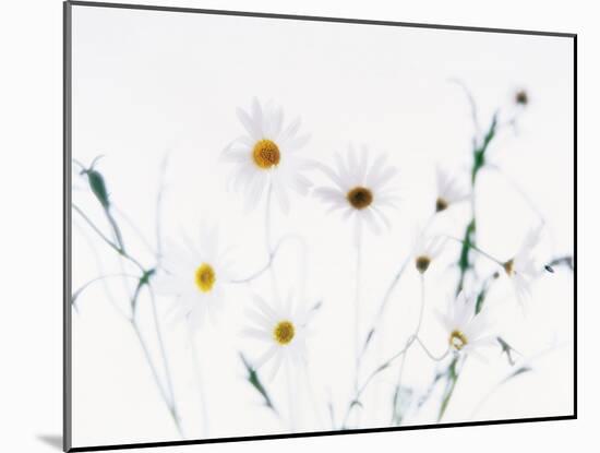 White Daisies-null-Mounted Photographic Print