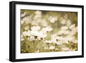 White Daisies-null-Framed Photographic Print