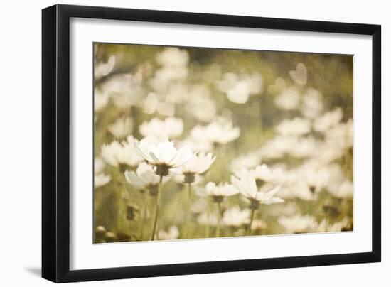 White Daisies-null-Framed Photographic Print