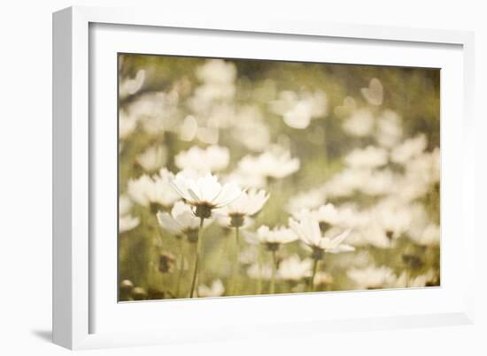 White Daisies-null-Framed Photographic Print