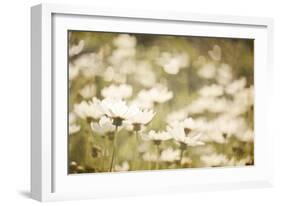 White Daisies-null-Framed Photographic Print