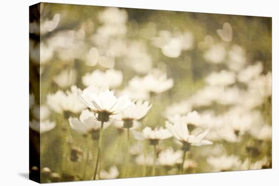White Daisies-null-Stretched Canvas