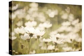 White Daisies-null-Stretched Canvas