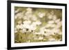 White Daisies-null-Framed Photographic Print