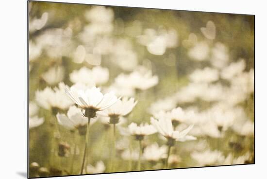 White Daisies-null-Mounted Photographic Print