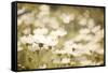White Daisies-null-Framed Stretched Canvas