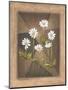 White Daisies-Michael Marcon-Mounted Art Print