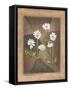 White Daisies-Michael Marcon-Framed Stretched Canvas