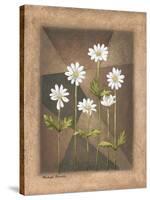 White Daisies-Michael Marcon-Stretched Canvas