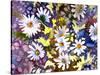 White Daisies-Neela Pushparaj-Stretched Canvas