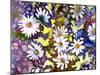 White Daisies-Neela Pushparaj-Mounted Giclee Print