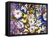 White Daisies-Neela Pushparaj-Framed Stretched Canvas