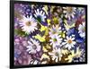 White Daisies-Neela Pushparaj-Framed Giclee Print