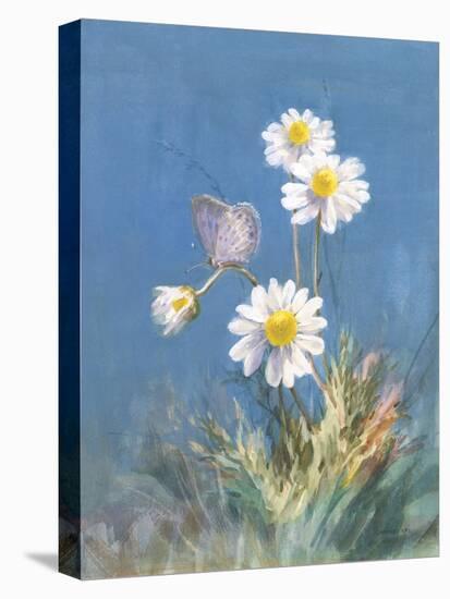 White Daisies-Danhui Nai-Stretched Canvas