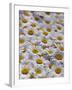 White Daisy Flowers-David Nunuk-Framed Photographic Print