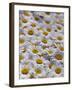 White Daisy Flowers-David Nunuk-Framed Photographic Print