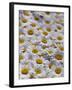 White Daisy Flowers-David Nunuk-Framed Photographic Print