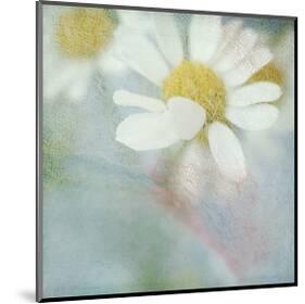 White Daisy I-Judy Stalus-Mounted Art Print