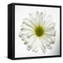 White Daisy-Gail Peck-Framed Stretched Canvas