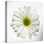 White Daisy-Gail Peck-Stretched Canvas