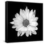 White Daisy-Gail Peck-Framed Stretched Canvas