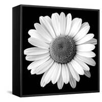 White Daisy-Sabine Jacobs-Framed Stretched Canvas
