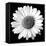 White Daisy-Sabine Jacobs-Framed Stretched Canvas