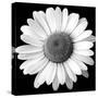 White Daisy-Sabine Jacobs-Stretched Canvas