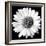 White Daisy-Sabine Jacobs-Framed Photographic Print