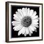 White Daisy-Sabine Jacobs-Framed Photographic Print