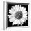 White Daisy-Sabine Jacobs-Framed Photographic Print