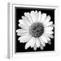 White Daisy-Sabine Jacobs-Framed Photographic Print