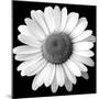 White Daisy-Sabine Jacobs-Mounted Photographic Print