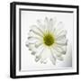 White Daisy-Gail Peck-Framed Photographic Print