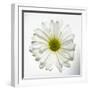 White Daisy-Gail Peck-Framed Photographic Print