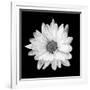 White Daisy-Gail Peck-Framed Photographic Print