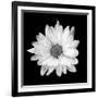 White Daisy-Gail Peck-Framed Photographic Print