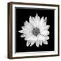 White Daisy-Gail Peck-Framed Photographic Print