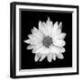 White Daisy-Gail Peck-Framed Photographic Print