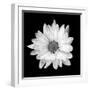 White Daisy-Gail Peck-Framed Photographic Print