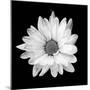 White Daisy-Gail Peck-Mounted Photographic Print